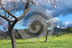 Blossoming almond trees