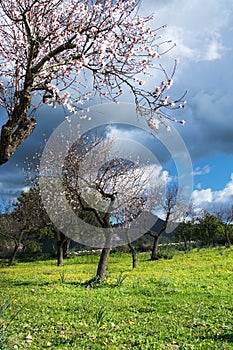 Blossoming almond trees