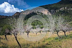 Blossoming almond trees