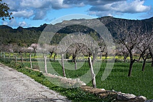 Blossoming almond trees