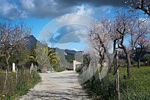 Blossoming almond trees