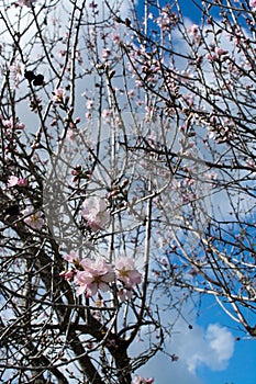 Blossoming almond trees