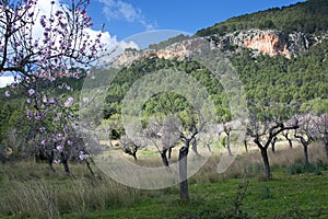 Blossoming almond trees