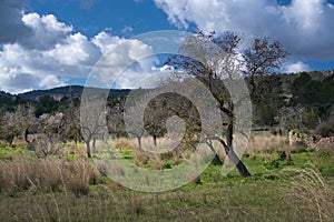 Blossoming almond trees