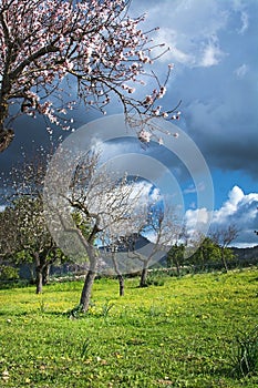 Blossoming almond trees