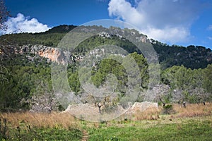 Blossoming almond trees