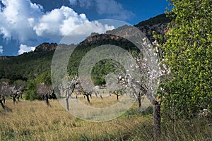 Blossoming almond trees