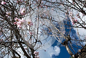 Blossoming almond trees