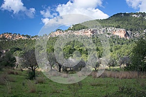 Blossoming almond trees