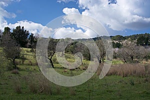 Blossoming almond trees