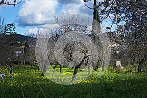 Blossoming almond trees