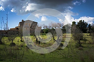 Blossoming almond trees