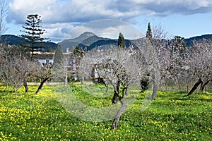 Blossoming almond trees