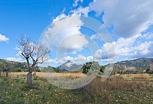 Blossoming almond trees