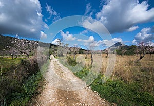 Blossoming almond trees