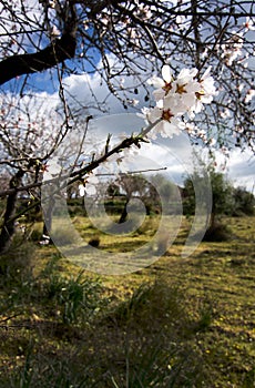 Blossoming almond trees