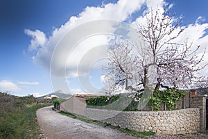 Blossoming almond trees