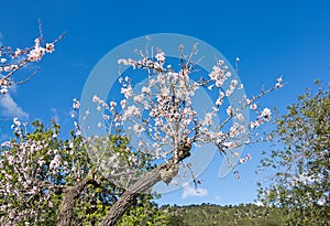 Blossoming almond trees