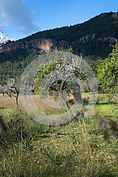 Blossoming almond trees