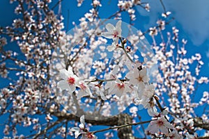 Blossoming almond trees