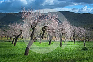 Blossoming almond trees