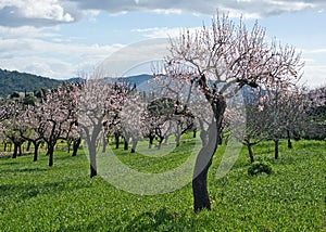 Blossoming almond trees