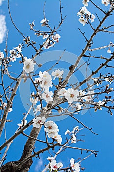 Blossoming almond trees