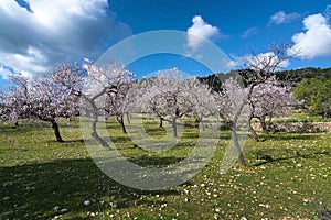 Blossoming almond trees