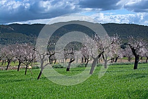 Blossoming almond trees