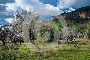 Blossoming almond trees