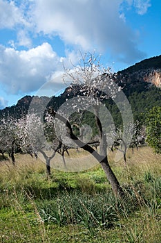 Blossoming almond trees