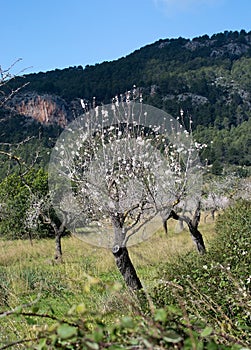 Blossoming almond trees