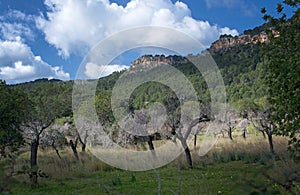 Blossoming almond trees