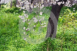 Blossoming almond trees