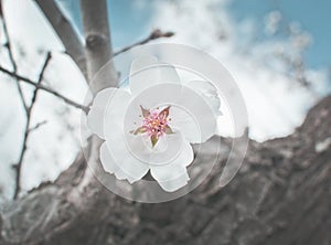 Blossoming almond trees