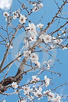 Blossoming almond trees