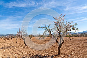 blossoming almond trees in a ochre earth field in the springtime in southern Spain