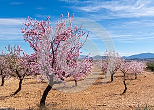 blossoming almond trees in a ochre earth field in the springtime in southern Spain