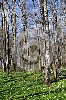 Blossoming of an anemony dubravny in the spring wood