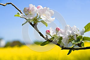 blossoming apple