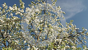 Blossoming apple with beautiful white flowers. Branch of apple tree in bloom in the spring in sunshine garden