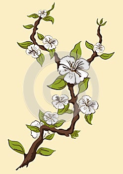 Blossoming apple. Branch apple tree with white flowers on a yellow background