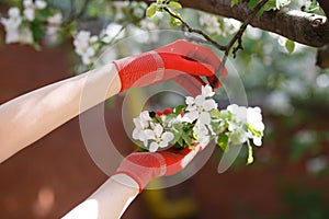 Blossoming apple branch in gloved women`s hands.