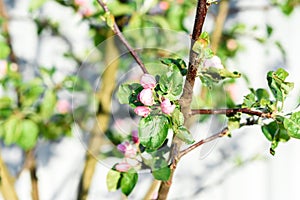 Blossoming apple branch in spring