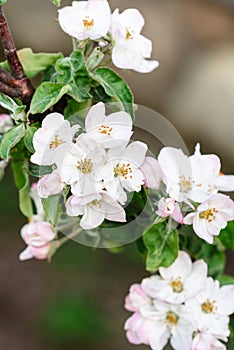 Blossoming apple branch in spring