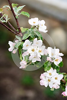 Blossoming apple branch in spring