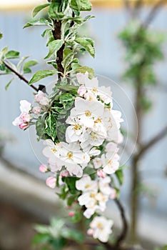 Blossoming apple branch in spring