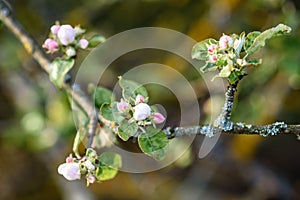 Blossoming apple branch in spring