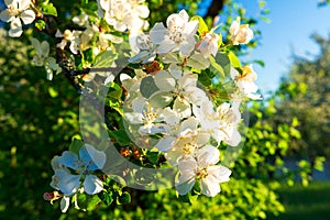 Blossoming apple branch with white flowers