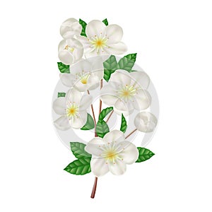 Blossoming apple branch with white flowers. Fresh spring flowers.